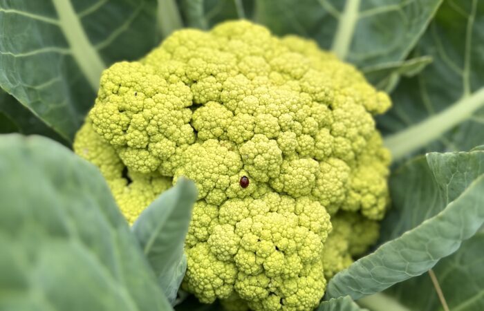 IMG_1891 Grace Poitras