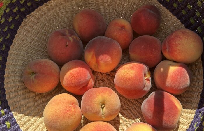 IMG_1955 Grace Poitras