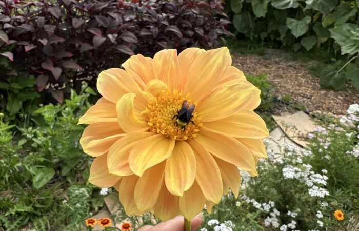 IMG_2478 Grace Poitras