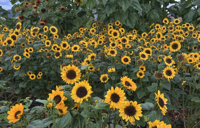 IMG_3392 Grace Poitras