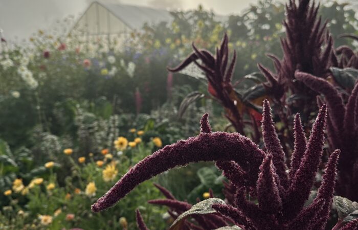 IMG_3499 Grace Poitras